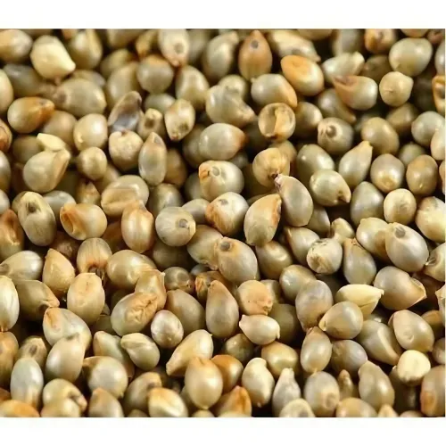 Bajra (Pearl Millet) - Product Image