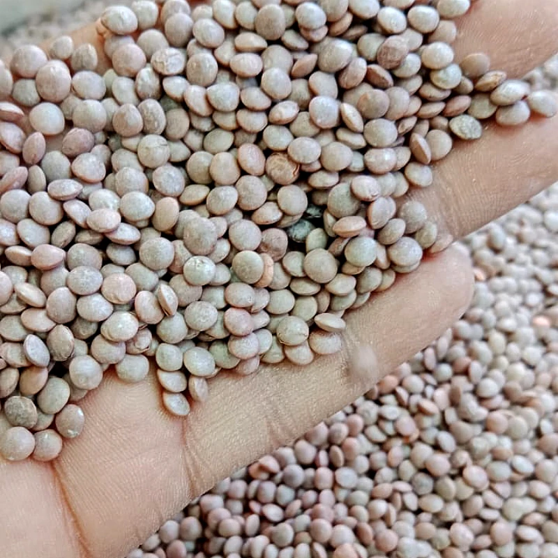 Sabut Masoor Dal